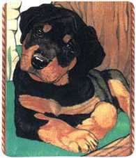rotweiler puppy
